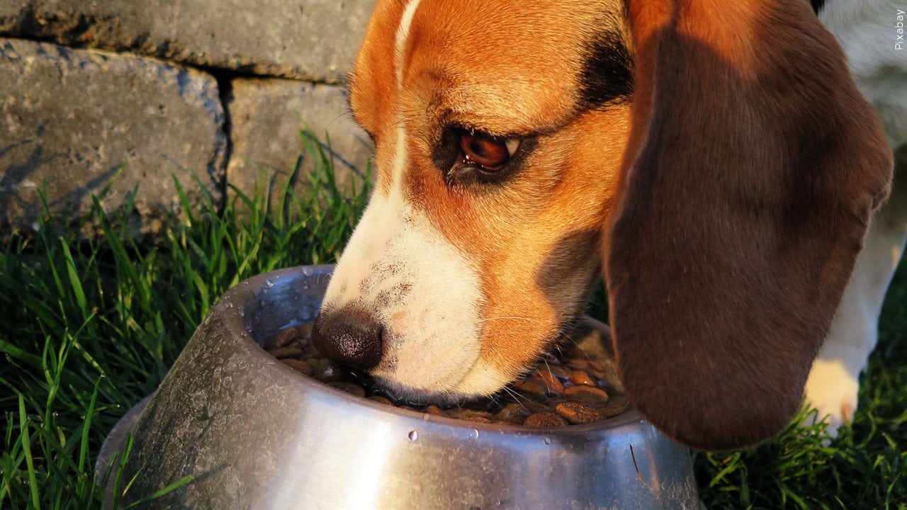 Summers Co. Humane Society seeking volunteers for ‘ruff’ colder months