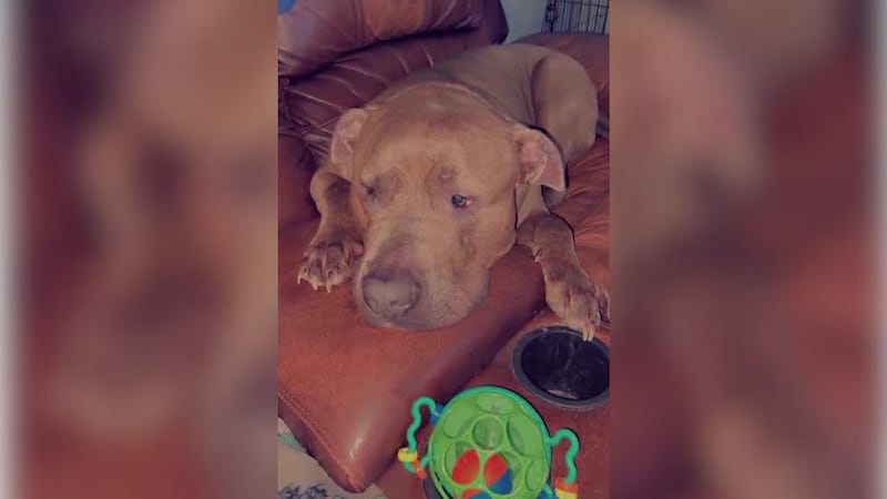 A missing Lincoln County dog was found 20 miles away from its home with a gunshot wound.