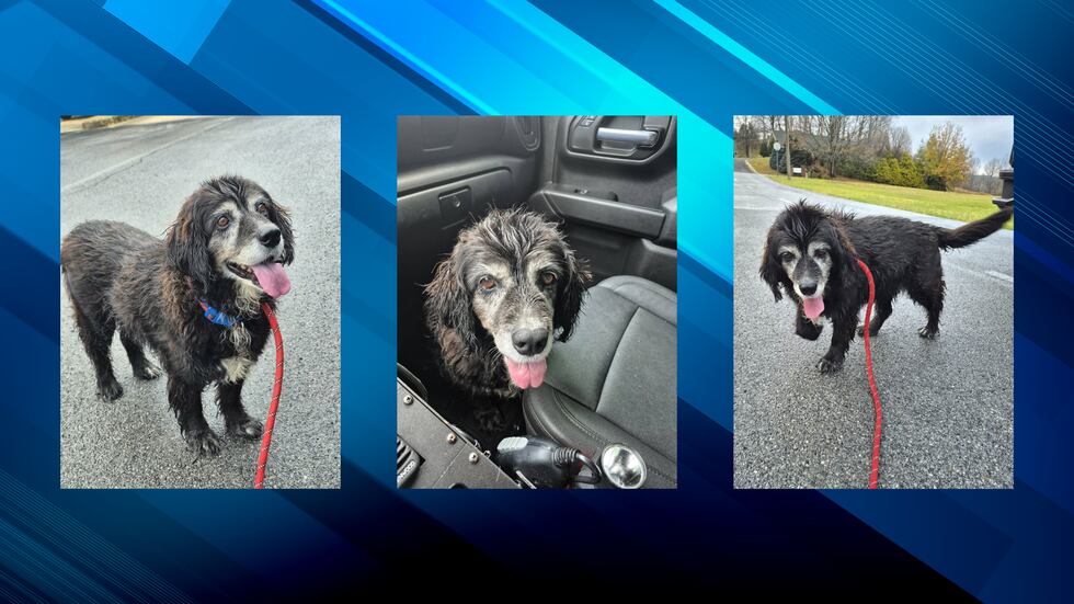 Lost Dog Found on Cochran Hollow, Tazewell VA Police Seek Owner