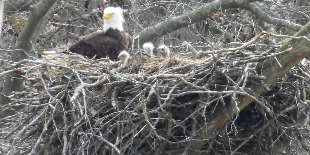 Alpatchian Bird Bird experts advise distance from nests as eagles bring new life to ...