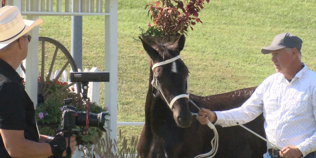 Draft horse competitors share their thoughts on the State Fair of West Virginia