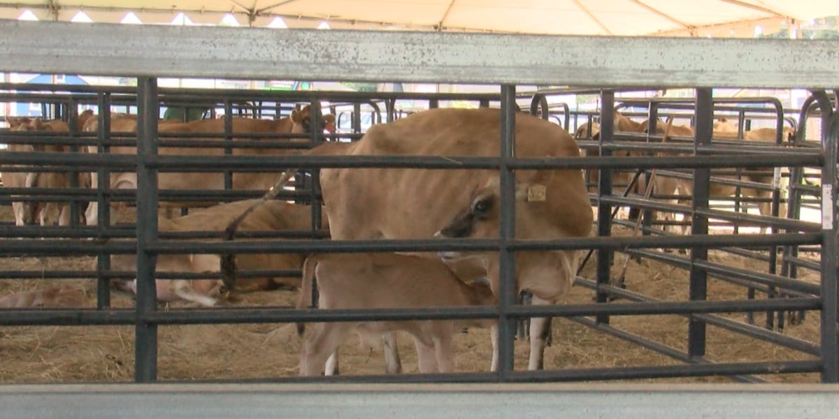 Cows giving birth at the State Fair of West Virginia
