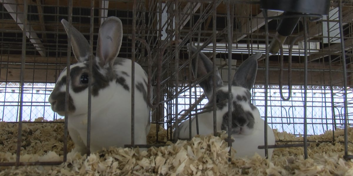 Fairford Rabbit Local FFA program operates rabbit exhibits at State Fair of West Virginia